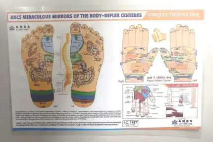 acupressure foot reflexology point chart (Hard Plastic Lamination Covered) Size-11"X18"