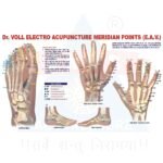 Dr. Voll Electro Acupuncture Chart