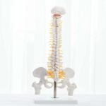 Acupuncture surgical Spine Human Skeleton - Image 5