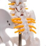 Acupuncture surgical Spine Human Skeleton - Image 3