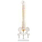 Acupuncture surgical Spine Human Skeleton - Image 4