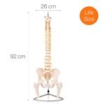 Acupuncture surgical Spine Human Skeleton - Image 2